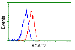 ACAT2 Antibody - Flow cytometry of Jurkat cells, using anti-ACAT2 antibody, (Red), compared to a nonspecific negative control antibody, (Blue).