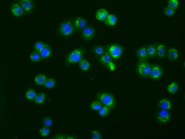 ACAT2 Antibody - Immunofluorescent staining of HT29 cells using anti-ACAT2 mouse monoclonal antibody.
