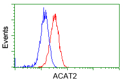 ACAT2 Antibody - Flow cytometry of HeLa cells, using anti-ACAT2 antibody, (Red), compared to a nonspecific negative control antibody, (Blue).