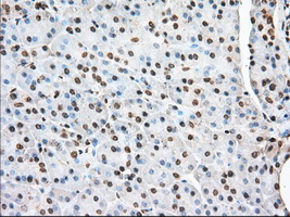 ACAT2 Antibody - IHC of paraffin-embedded Human pancreas tissue using anti-ACAT2 mouse monoclonal antibody. (Dilution 1:50).
