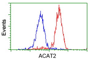 ACAT2 Antibody - Flow cytometry of HeLa cells, using anti-ACAT2 antibody (Red), compared to a nonspecific negative control antibody (Blue).