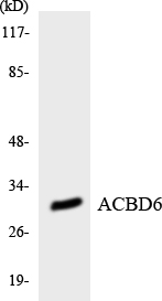 ACBD6 Antibody - Western blot analysis of the lysates from K562 cells using ACBD6 antibody.