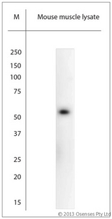 ACCN3 / ASIC3 Antibody - Rabbit antibody to ASIC3 (500-531). WB on mouse muscle lysate. Blocking: 1% LFDM for 30 min at RT; primary antibody: dilution 1:1000 incubated at 4C overnight.