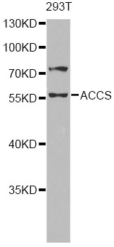ACCS / ACS Antibody - Western blot analysis of extracts of 293T cells, using ACCS antibody at 1:1000 dilution. The secondary antibody used was an HRP Goat Anti-Rabbit IgG (H+L) at 1:10000 dilution. Lysates were loaded 25ug per lane and 3% nonfat dry milk in TBST was used for blocking. An ECL Kit was used for detection and the exposure time was 30s.