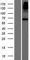 ACCSL Protein - Western validation with an anti-DDK antibody * L: Control HEK293 lysate R: Over-expression lysate