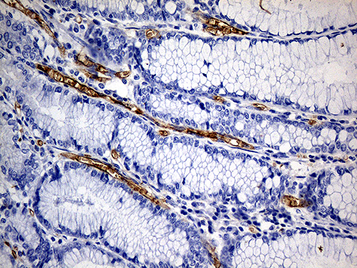 ACE / CD143 Antibody - Immunohistochemical staining of paraffin-embedded Human gastric tissue within the normal limits using anti-ACE mouse monoclonal antibody. (Heat-induced epitope retrieval by 1mM EDTA in 10mM Tris buffer. (pH8.5) at 120°C for 3 min. (1:500)