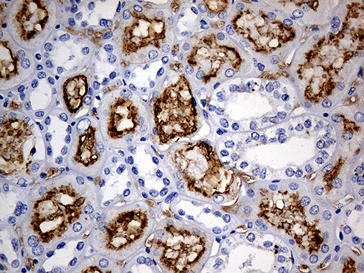 ACE / CD143 Antibody - Immunohistochemical staining of paraffin-embedded Human Kidney tissue within the normal limits using anti-ACE mouse monoclonal antibody. (Heat-induced epitope retrieval by 1mM EDTA in 10mM Tris buffer. (pH8.5) at 120°C for 3 min. (1:500)