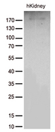 ACE / CD143 Antibody - Western blot analysis of extracts. (35ug) from tissue lysate by using anti-ACE monoclonal antibody. (1:500)