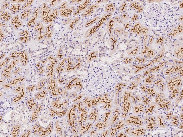 ACE / CD143 Antibody - Immunochemical staining of human ACE in human kidney with rabbit polyclonal antibody at 1:5000 dilution, formalin-fixed paraffin embedded sections.