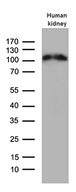 ACE2 / ACE-2 Antibody - Western blot analysis of extracts. (35ug) from human kidney tissue lysate by using anti-ACE2 monoclonal antibody. (1:500)