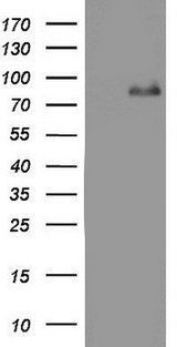ACE2 / ACE-2 Antibody - HEK293T cells were transfected with the pCMV6-ENTRY control (Left lane) or pCMV6-ENTRY ACE2 (Right lane) cDNA for 48 hrs and lysed. Equivalent amounts of cell lysates (5 ug per lane) were separated by SDS-PAGE and immunoblotted with anti-ACE2.