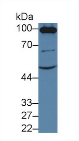 ACE2 / ACE-2 Antibody - Western Blot; Sample: Mouse Kidney lysate; Primary Ab: 3µg/ml Rabbit Anti-Mouse ACE2 Antibody Second Ab: 0.2µg/mL HRP-Linked Caprine Anti-Rabbit IgG Polyclonal Antibody