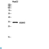 ACER1 / ASAH3 Antibody - Western Blot (WB) analysis of HepG2 using ASAH3 antibody.