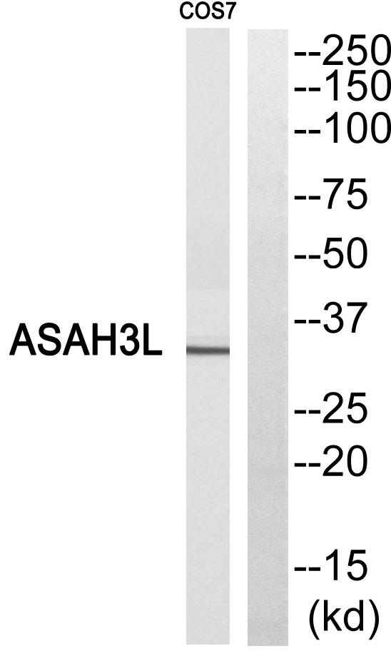 ACER2 Antibody - Western blot of extracts from COS7 cells, using ASAH3L antibody.