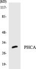 ACER3 Antibody - Western blot analysis of the lysates from HT-29 cells using PHCA antibody.