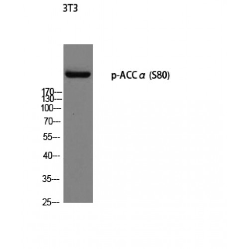Acetyl-CoA Carboxylase / ACC Antibody - Western blot of Phospho-ACCalpha (S80) antibody