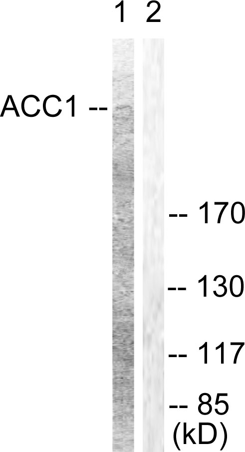 Acetyl-CoA Carboxylase / ACC Antibody - Western blot analysis of lysates from NIH/3T3 cells, treated with PMA 125ng/ml 30', using ACC1 Antibody. The lane on the right is blocked with the synthesized peptide.