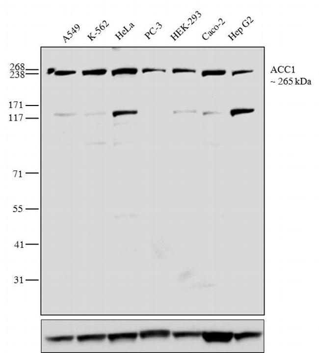 Acetyl-CoA Carboxylase / ACC Antibody - Acetyl-CoA Carboxylase Antibody in Western Blot (WB)