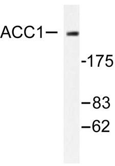 Acetyl-CoA Carboxylase / ACC Antibody - Western blot of ACC1 (H74) pAb in extracts from NIH/3T3 cells treated with PMA 125ng/ml 30'.