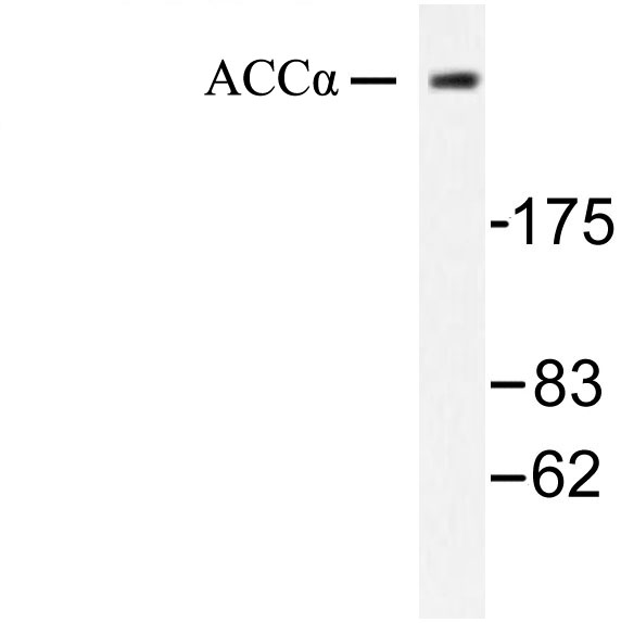 Acetyl-CoA Carboxylase / ACC Antibody - Western blot of ACC (H74) pAb in extracts from NIH/3T3 cells treated with PMA 125ng/ml 15'.