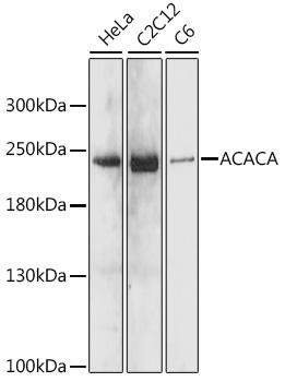 Acetyl-CoA Carboxylase / ACC Antibody - Western blot analysis of extracts of various cell lines using ACACA Polyclonal Antibody at dilution of 1:1000.
