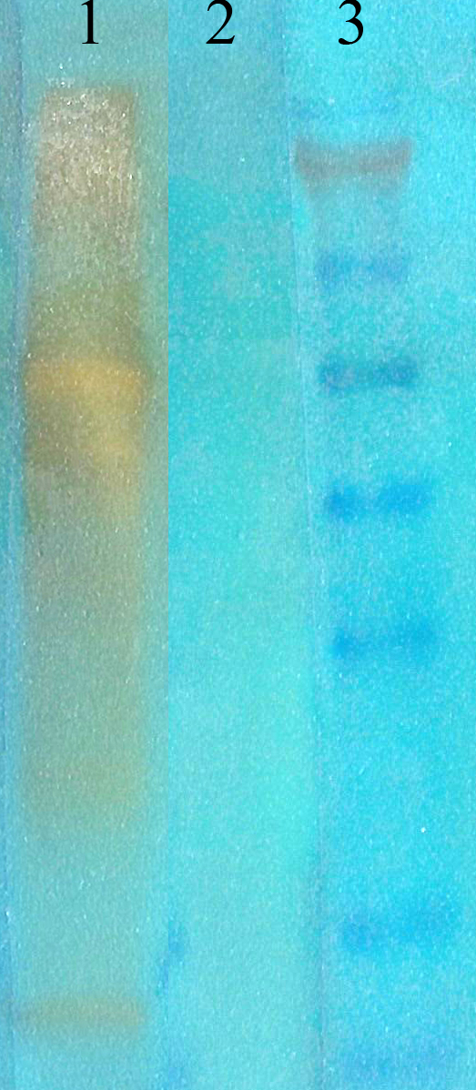 Acetyl-Lysine Antibody - Western blot analysis of acetylated lysine in (1) acetylated BSA (75ng of protein), (2) non-acetylated BSA, and (3) marker, using a 1:1000 dilution of Acetylated Lysine antibody.  This image was taken for the unconjugated form of this product. Other forms have not been tested.