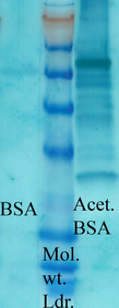 Acetyl-Lysine Antibody - Western blot analysis of acetylated lysine in BSA (Left) and Acetylated BSA (Right) using a 1:1000 dilution of Acetylated Lysine antibody.