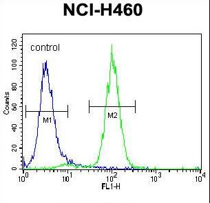 ACHE / Acetylcholinesterase Antibody - ACHE Antibody flow cytometry of NCI-H460 cells (right histogram) compared to a negative control cell (left histogram). FITC-conjugated goat-anti-rabbit secondary antibodies were used for the analysis.
