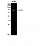 ACHE / Acetylcholinesterase Antibody - Western blot of AChE antibody