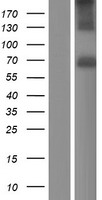 ACHE / Acetylcholinesterase Protein - Western validation with an anti-DDK antibody * L: Control HEK293 lysate R: Over-expression lysate