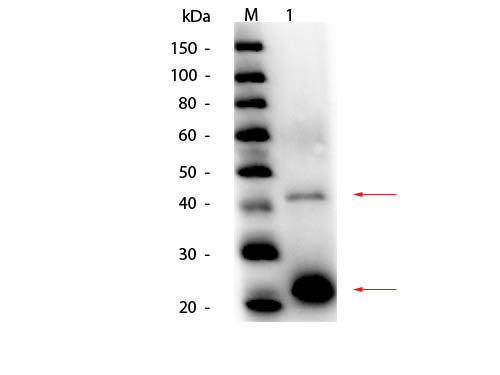 Acid Phosphatase Antibody - Western Blot of Acid Phosphatase (Potato) Antibody. Lane 1: Acid Phosphatase (Potato). Load: 50 ng per lane. Primary antibody: Acid Phosphatase Antibody at 1:1,000 overnight at 4°C. Secondary antibody: HRP rabbit secondary antibody at 1:40,000 for 30 min at RT. Block: MB-070 for 30 min at RT. Predicted/Observed size: 49 kDa/42-45kDa for Acid Phosphatase (Potato) Antibody. Other band(s): Acid Phosphatase monomer fragmentation.