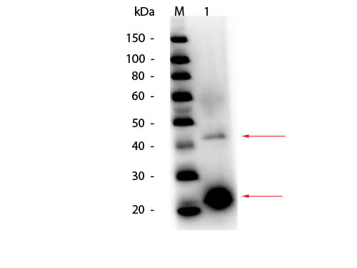 Acid Phosphatase Antibody - Western Blot of Acid Phosphatase (Potato) Antibody. Lane 1: Acid Phosphatase (Potato). Load: 50 ng per lane. Primary antibody: Acid Phosphatase Antibody at 1:1,000 overnight at 4 degrees C. Secondary antibody: HRP rabbit secondary antibody at 1:40,000 for 30 min at RT. Block: MB-070 for 30 min at RT. Predicted/Observed size: 49 kDa/42-45kDa for Acid Phosphatase (Potato) Antibody. Other band(s): Acid Phosphatase monomer fragmentation. This image was taken for the unconjugated form of this product. Other forms have not been tested.