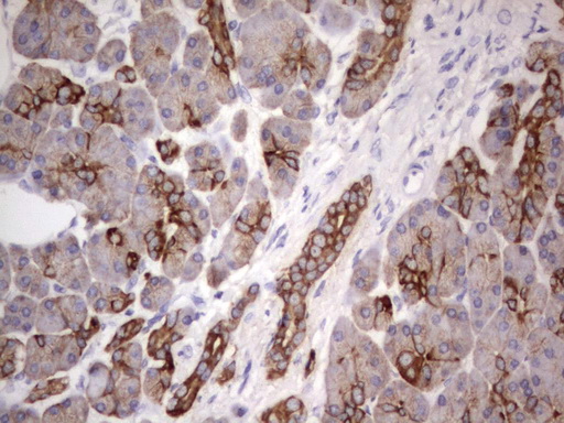Acidic Cytokeratin Antibody - IHC of paraffin-embedded Human pancreas tissue using anti-Acidic CK rat monoclonal antibody.