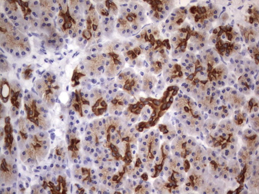Acidic Cytokeratin Antibody - IHC of paraffin-embedded Human pancreas tissue using anti-Acidic CK rat monoclonal antibody.