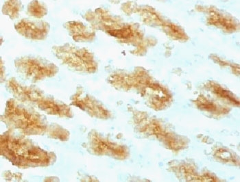 Acidic Cytokeratin Antibody - IHC testing of FFPE rat stomach with Acidic Cytokeratin antibody (clone ACCK1-1).  This image was taken for the unmodified form of this product. Other forms have not been tested.