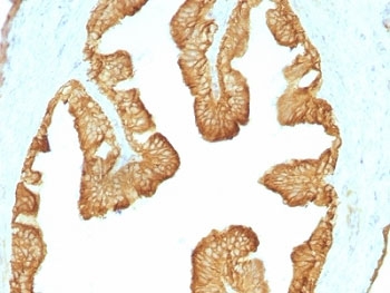 Acidic Cytokeratin Antibody - Formalin paraffin rat oviduct stained with Acidic Cytokeratin antibody (KRTL/1077).  This image was taken for the unmodified form of this product. Other forms have not been tested.