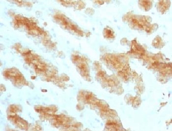 Acidic Cytokeratin Antibody - Formalin paraffin rat stomach with Acidic Cytokeratin antibody (KRTL/1077).  This image was taken for the unmodified form of this product. Other forms have not been tested.