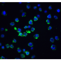 ACIN1 / Acinus Antibody - Immunofluorescence of Acinus in K562 cells with Acinus antibody at 20 µg/ml.Green: Acinus Antibody  Blue: DAPI staining