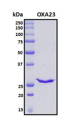 Beta-lactamase OXA-23 Protein - SDS-PAGE under reducing conditions and visualized by Coomassie blue staining