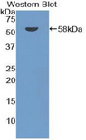 ACKR1 / DARC Antibody - Western blot of recombinant DARC.  This image was taken for the unconjugated form of this product. Other forms have not been tested.