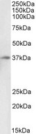 ACKR1 / DARC Antibody - Biotinylated Goat Anti-Duffy / FY / DARC Antibody (0.1µg/ml) staining of Human Liver lysate (35µg protein in RIPA buffer), exactly mirroring its parental non-biotinylated product. Primary incubation was 1 hour. Detected by chemiluminescencence, using streptavidin-HRP and using NAP blocker as a substitute for skimmed milk.