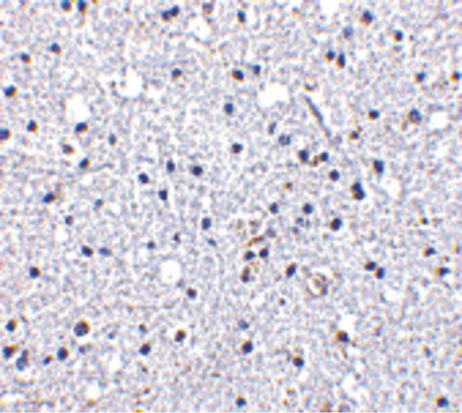 ACKR1 / DARC Antibody - Immunohistochemistry of DARC in human brain tissue with DARC antibody at 5 ug/ml.