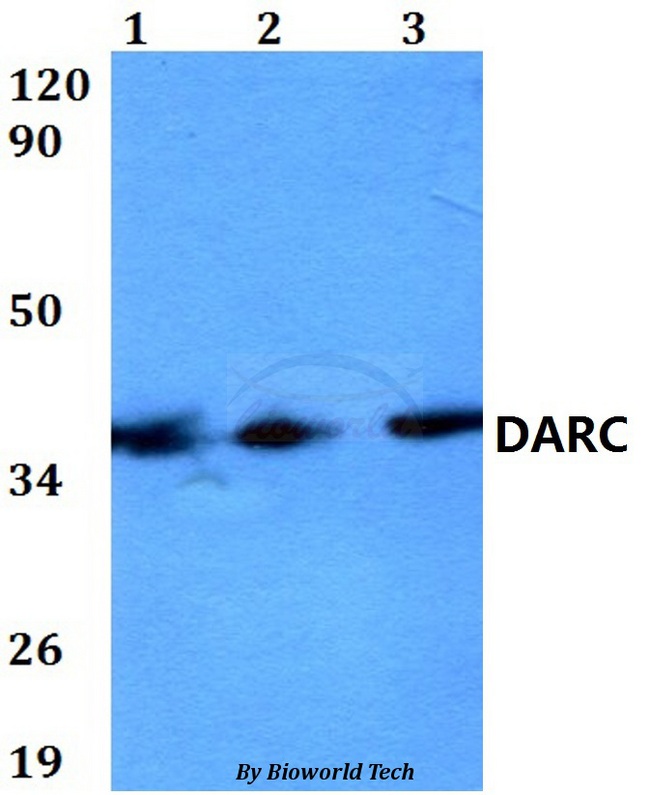 ACKR1 / DARC Antibody - Western blot of DARC antibody at 1:500 dilution. Lane 1: HEK293T whole cell lysate. Lane 2: Raw264.7 whole cell lysate. Lane 3: PC12 whole cell lysate.