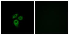 ACKR1 / DARC Antibody - Peptide - + Immunofluorescence analysis of A549 cells, using CD234 antibody.