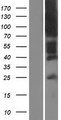ACKR1 / DARC Protein - Western validation with an anti-DDK antibody * L: Control HEK293 lysate R: Over-expression lysate
