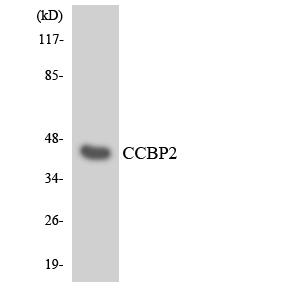 ACKR2 / CCR10 / D6 Antibody - Western blot analysis of the lysates from HT-29 cells using CCBP2 antibody.