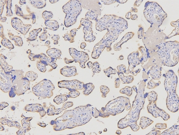 ACKR2 / CCR10 / D6 Antibody - IHC staining of FFPE human placental tissue with D6 antibody at 1ug/ml. HIER: boil tissue sections in pH6, 10mM citrate buffer, for 10-20 min and allow to cool before testing.