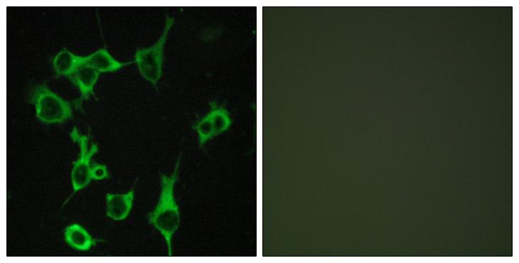 ACKR2 / CCR10 / D6 Antibody - Peptide - + Immunofluorescence analysis of COS-7 cells, using CCBP2 antibody.