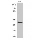 ACKR3 / CXCR7 Antibody - Western blot of CXCR-7 antibody