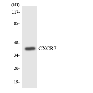 ACKR3 / CXCR7 Antibody - Western blot analysis of the lysates from RAW264.7cells using CXCR7 antibody.
